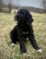 Olive, a female Golden Mountain Doodle for sale in South Haven, MN – Photo 3 of 4