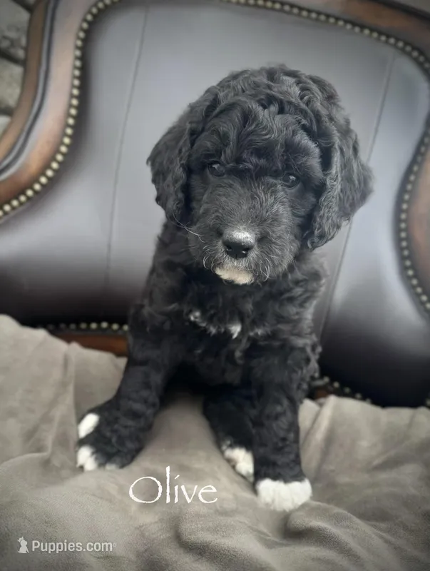 Olive – Golden Mountain Doodle puppy for sale in South Haven, MN