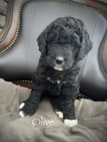 Olive, a female Golden Mountain Doodle for sale in South Haven, MN – Photo 1 of 4