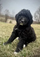 Olive, a female Golden Mountain Doodle for sale in South Haven, MN – Photo 4 of 4