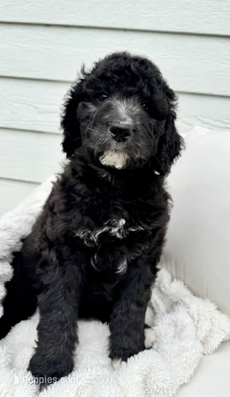 Olive – Golden Mountain Doodle puppy for sale in South Haven, MN