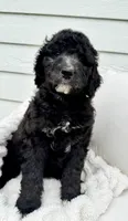Olive, a female Goldendoodle and Golden Mountain Doodle for sale in South Haven, MN – Photo 2 of 5