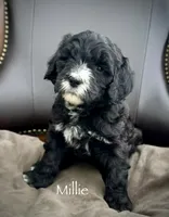Millie, a female Goldendoodle and Golden Mountain Doodle for sale in South Haven, MN – Photo 4 of 4