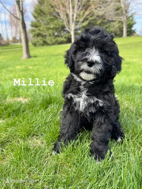 Millie, a female Goldendoodle and Golden Mountain Doodle for sale in South Haven, MN – Photo 1 of 4