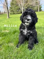 Millie, a female Goldendoodle and Golden Mountain Doodle for sale in South Haven, MN – Photo 1 of 4