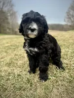 Millie, a female Golden Mountain Doodle for sale in South Haven, MN – Photo 2 of 2