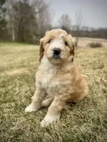 Janie, a female Golden Mountain Doodle for sale in South Haven, MN – Photo 3 of 3