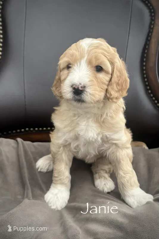 Janie – Golden Mountain Doodle puppy for sale in South Haven, MN