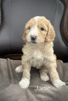 Janie, a female Golden Mountain Doodle for sale in South Haven, MN – Photo 1 of 3