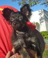 Puppy1, a male Russkiy Toy for sale in San Diego, CA – Photo 3 of 6