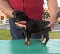 Puppy1, a male Russkiy Toy for sale in San Diego, CA – Photo 4 of 6