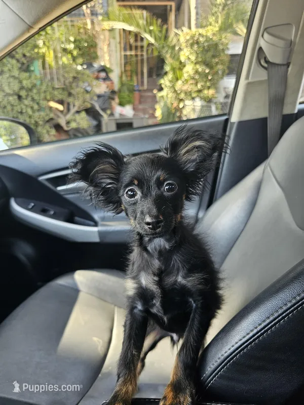 Puppy1 – Russian Toy puppy for sale in San Diego, CA