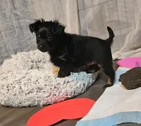 Puppy1, a male Russkiy Toy for sale in San Diego, CA – Photo 5 of 6