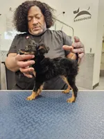 Puppy1, a male Russkiy Toy for sale in San Diego, CA – Photo 6 of 6