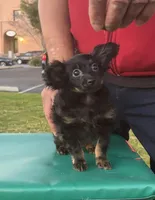 Puppy1, a male Russkiy Toy for sale in San Diego, CA – Photo 1 of 6