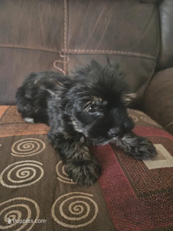 Tedy – Yorkshire Terrier puppy for sale in Raleigh, NC