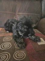 Tedy, a male Yorkshire Terrier for sale in Raleigh, NC – 1 of 2