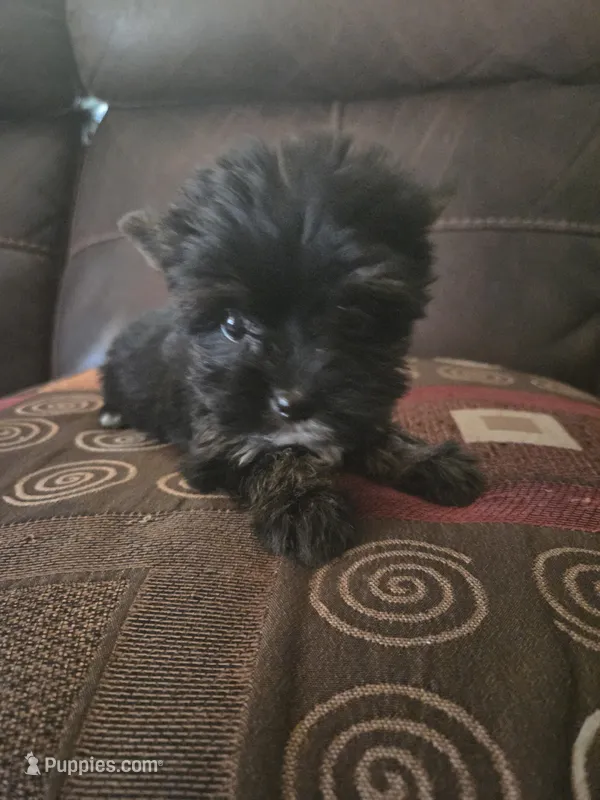 Daysy – Yorkshire Terrier puppy for sale in Raleigh, NC