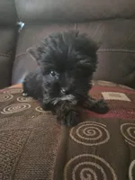 Daysy, a female Yorkshire Terrier for sale in Raleigh, NC – 1 of 2