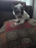 Ross, a female Yorkshire Terrier for sale in Raleigh, NC – 1 of 2