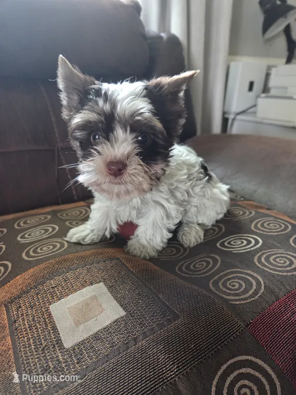 Chocolate – Yorkshire Terrier puppy for sale in Raleigh, NC
