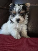 Ross, a female Yorkshire Terrier for sale in Raleigh, NC – Photo 1 of 2