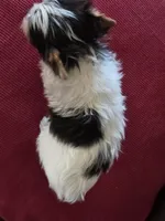 Ross, a female Yorkshire Terrier for sale in Raleigh, NC – Photo 2 of 2