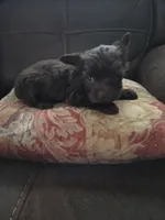 Brownie , a female Yorkshire Terrier for sale in Raleigh, NC – 2 of 2