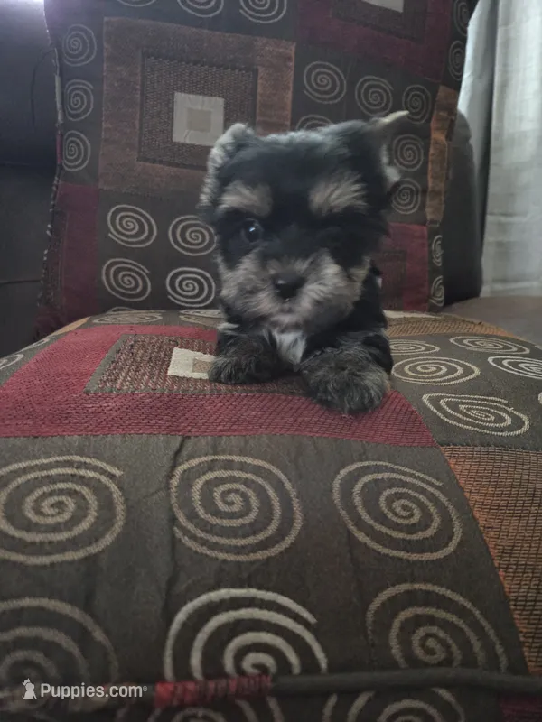 Teddy – Yorkshire Terrier puppy for sale in Raleigh, NC