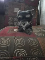 Teddy, a male Yorkshire Terrier for sale in Raleigh, NC – 1 of 2