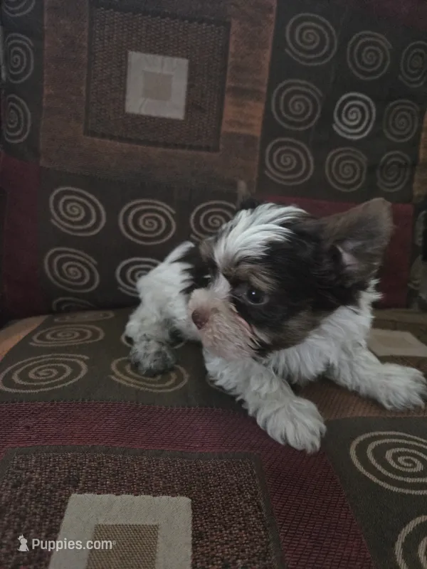 Chocolate – Yorkshire Terrier puppy for sale in Raleigh, NC