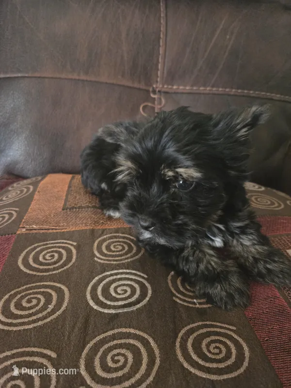 Tedy – Yorkshire Terrier puppy for sale in Raleigh, NC