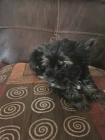 Tedy, a male Yorkshire Terrier for sale in Raleigh, NC – 2 of 2