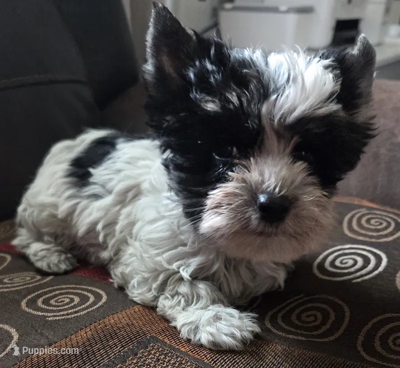 Cookies  – Yorkshire Terrier puppy for sale in Raleigh, NC