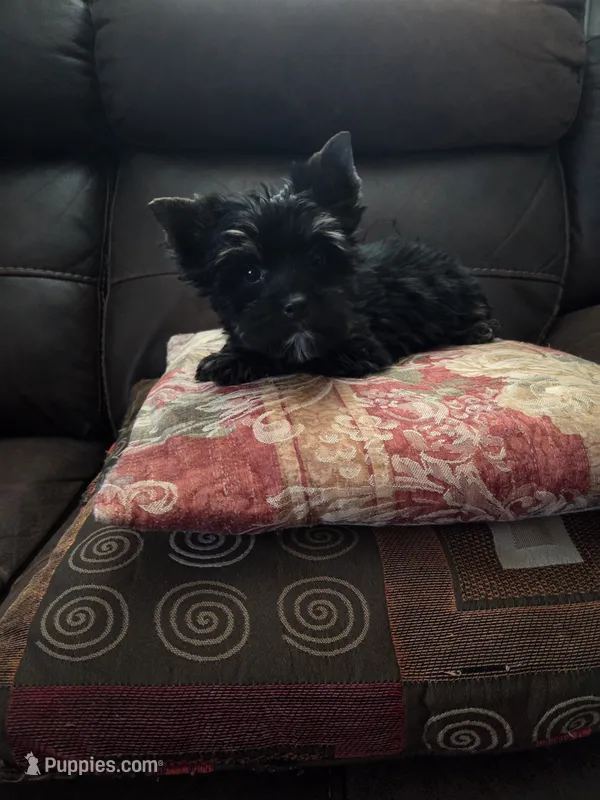 Tedy – Yorkshire Terrier puppy for sale in Raleigh, NC