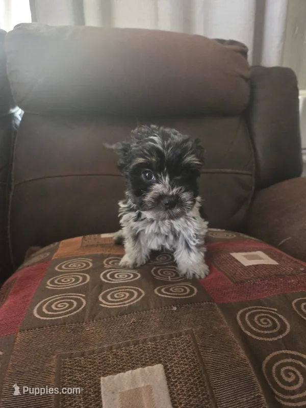 Pluto – Yorkshire Terrier puppy for sale in Raleigh, NC