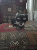 Teddy, a male Yorkshire Terrier for sale in Raleigh, NC – 2 of 2