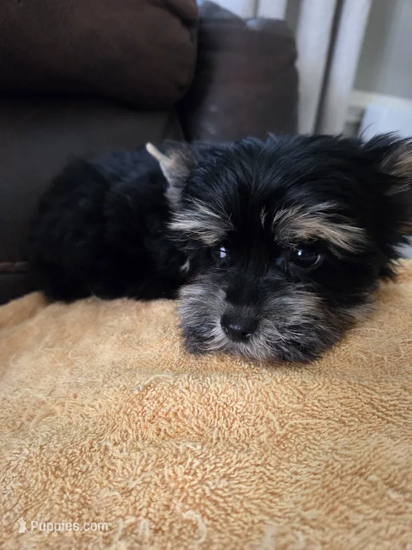 Teddy – Yorkshire Terrier puppy for sale in Raleigh, NC