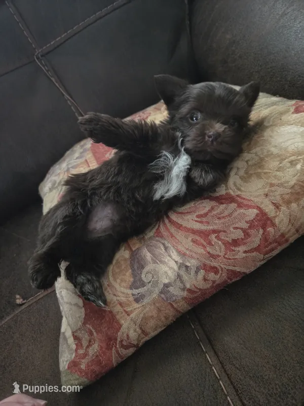 Brownie  – Yorkshire Terrier puppy for sale in Raleigh, NC