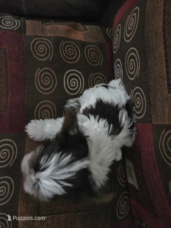 Candy – Yorkshire Terrier puppy for sale in Raleigh, NC