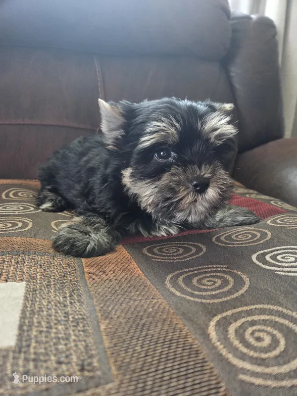 Teddy – Yorkshire Terrier puppy for sale in Raleigh, NC