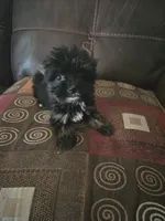 Daysy, a female Yorkshire Terrier for sale in Raleigh, NC – 2 of 2