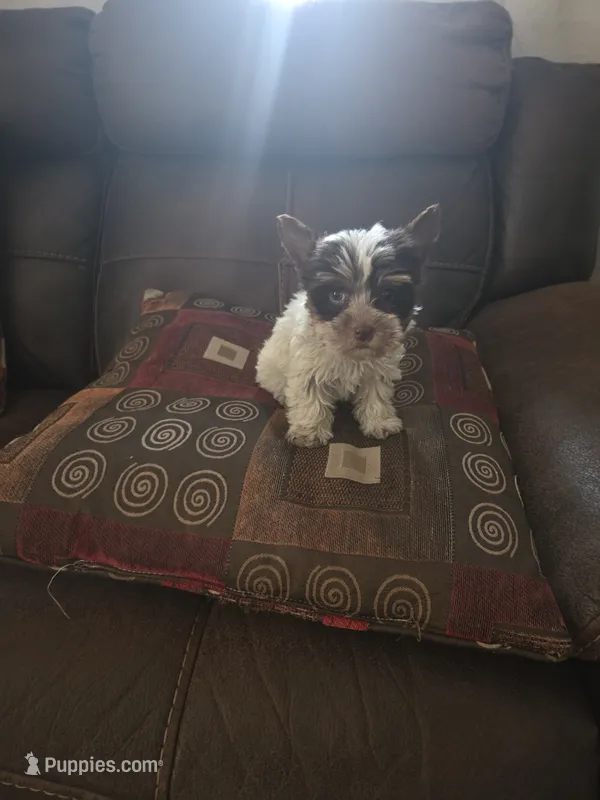 Ross – Yorkshire Terrier puppy for sale in Raleigh, NC