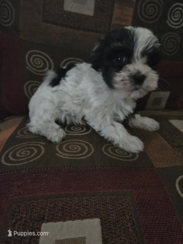 Cookies  – Yorkshire Terrier puppy for sale in Raleigh, NC