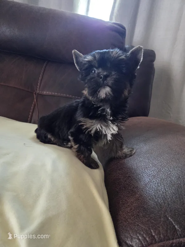 Cokies – Yorkshire Terrier puppy for sale in Raleigh, NC