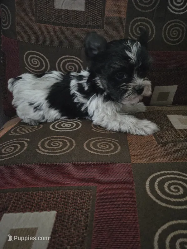 Candy – Yorkshire Terrier puppy for sale in Raleigh, NC
