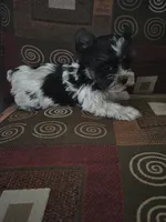 Candy, a female Yorkshire Terrier for sale in Raleigh, NC – 2 of 2