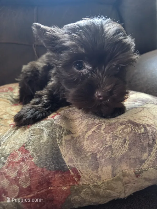 Brownie  – Yorkshire Terrier puppy for sale in Raleigh, NC