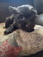 Brownie , a female Yorkshire Terrier for sale in Raleigh, NC – 1 of 1