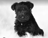 Black Girl  Miniature Schnauzer, a female Miniature Schnauzer for sale in Dallas, TX – 2 of 3